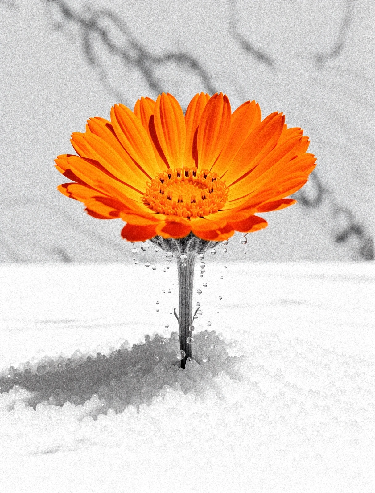 Botanical Dissolve